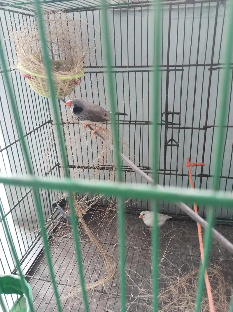 Zebra finches ka breeder pair ful active — photo 3