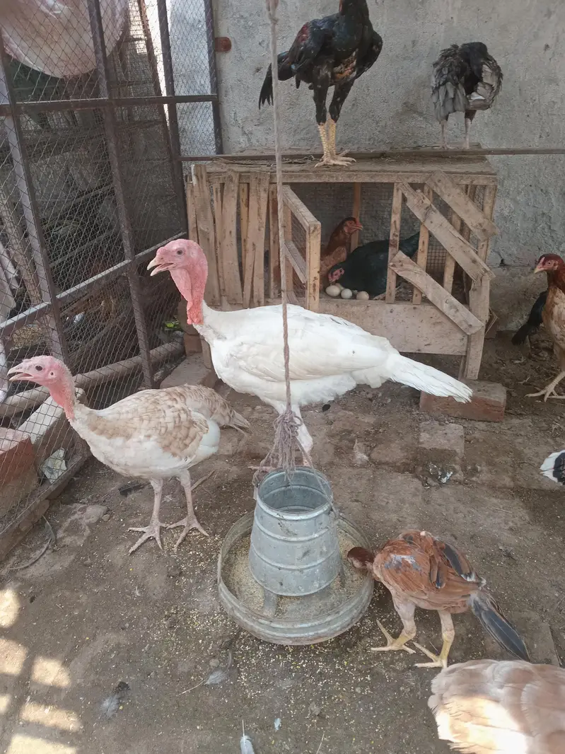 White turkey male