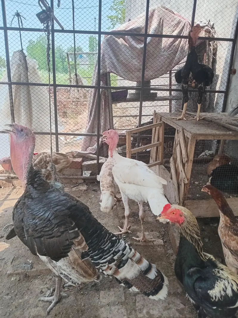 White turkey male — photo 2