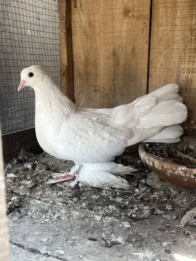 Fancy pigeons for sale mix