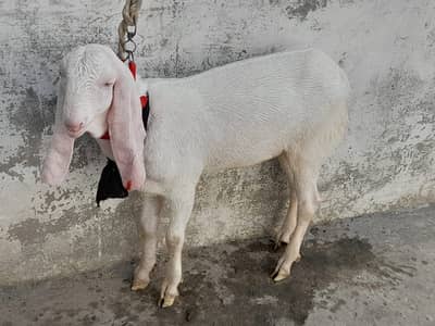Rajanpuri Bakra Urgent For Sale | Nukra | Pure White