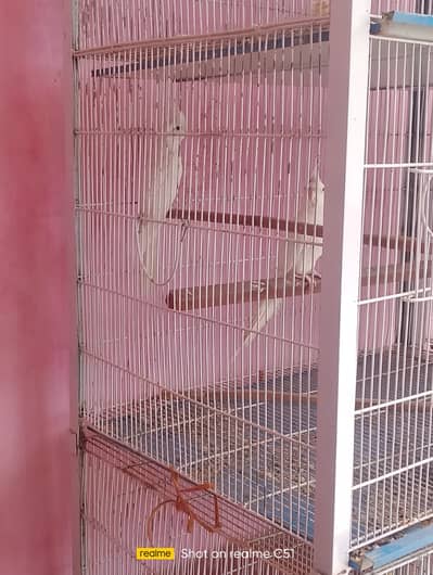 Cages for parrots and birds 
