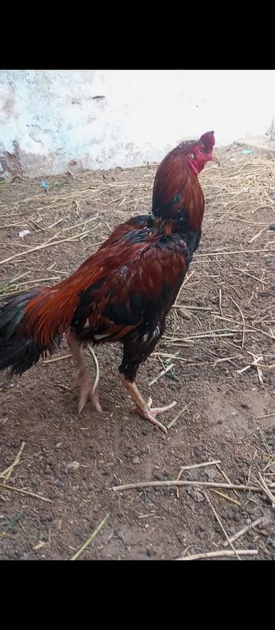 aseel murga available for sale high quality