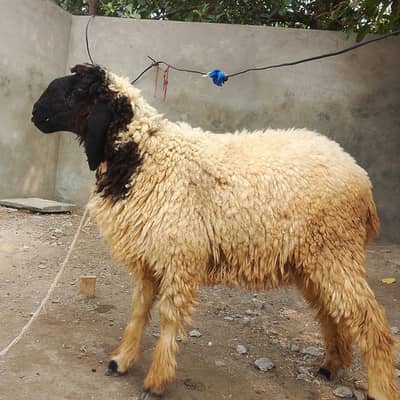 1 female sheep mundri cross breed