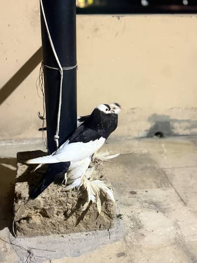 Gubara and laka black tail pigeon