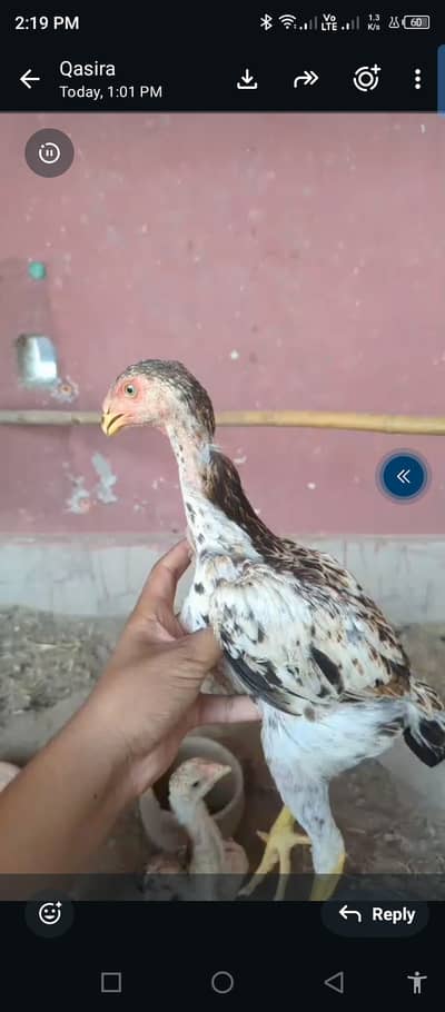 Shamo chicks