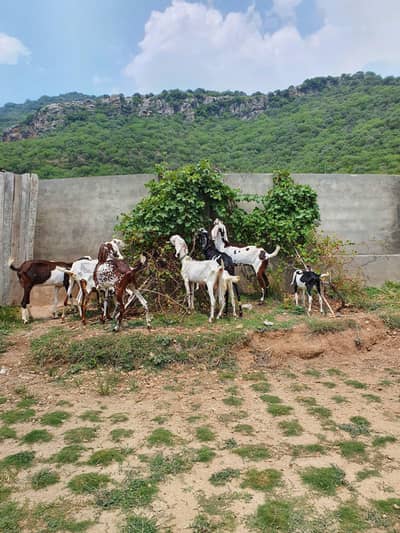 Rajanpuri goats for sale