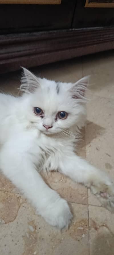 Persian Cat