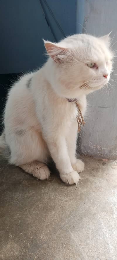 male cat sale
