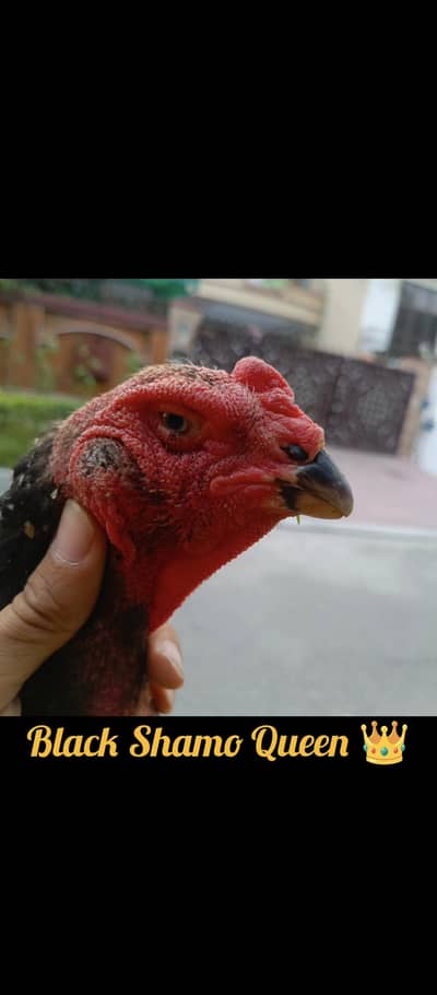 High Quality Jumbo Size Shami Females Available 