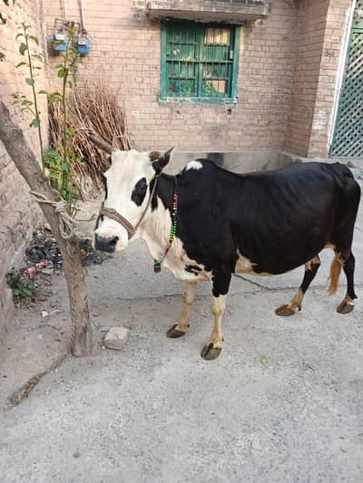5 month pregnant cow