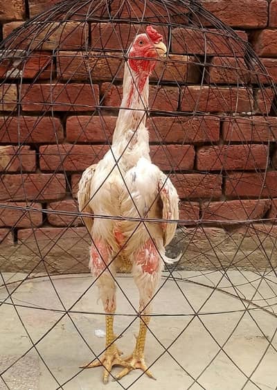 Aseel heera murga available ha
