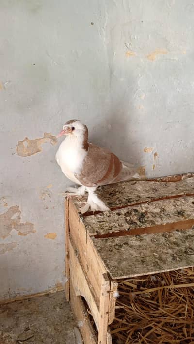 Multi Color Fancy Pigeons