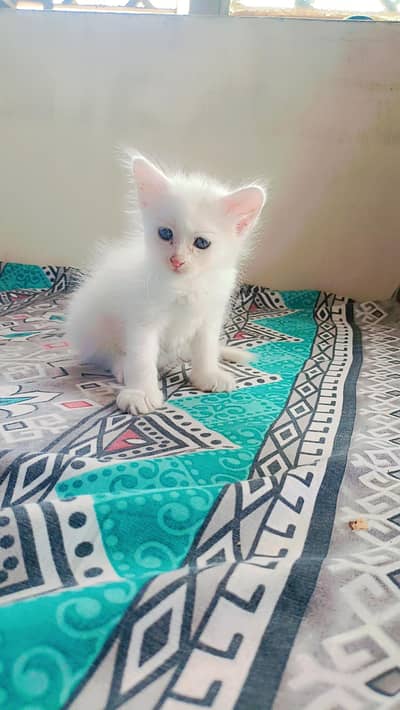 blue eyes full train