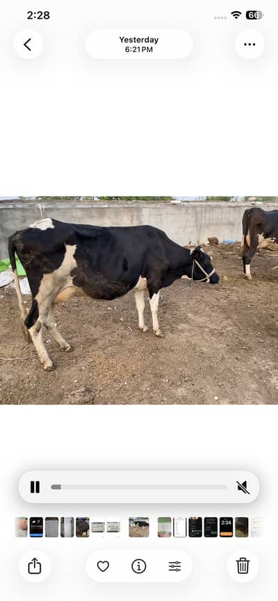 Frizan cros cow 1 than khrab hain