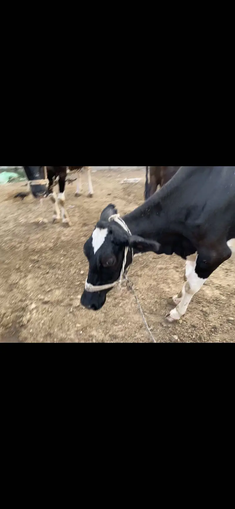 Frizan cros cow 1 than khrab hain — photo 2
