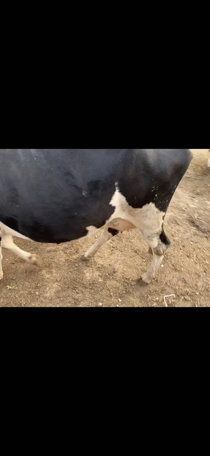 Frizan cros cow 1 than khrab hain — photo 3