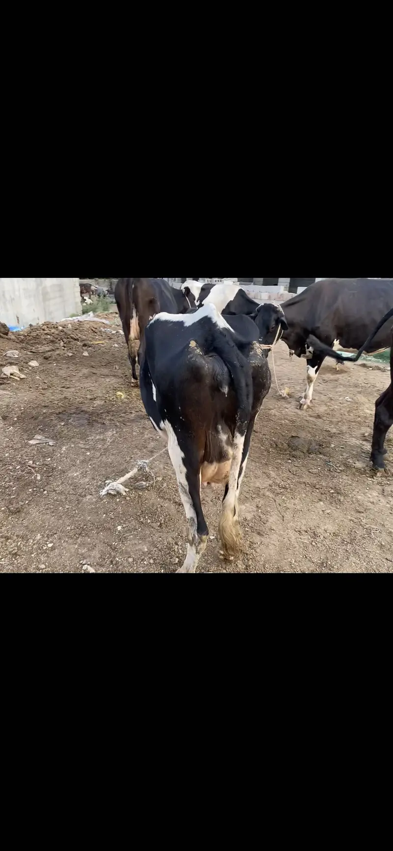 Frizan cros cow 1 than khrab hain — photo 4