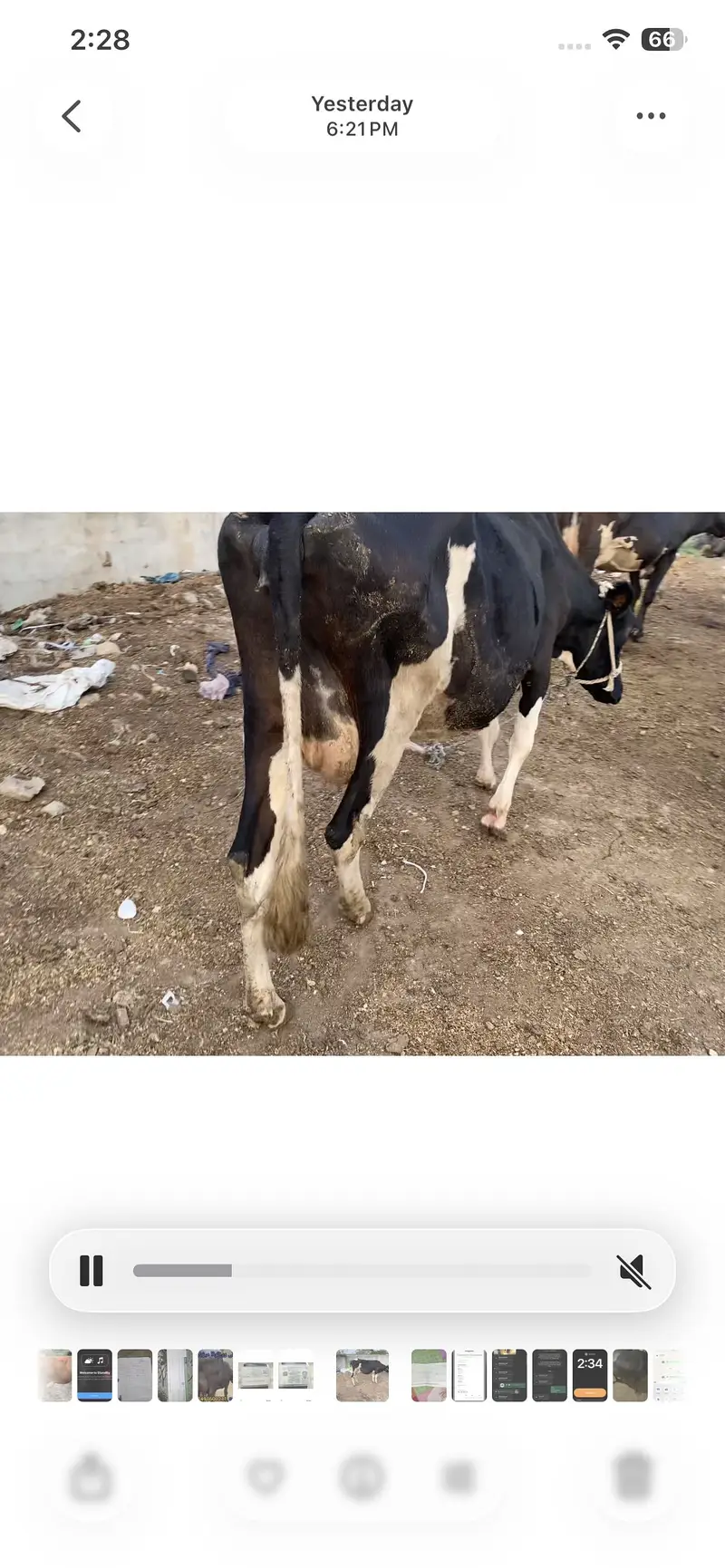 Frizan cros cow 1 than khrab hain — photo 5