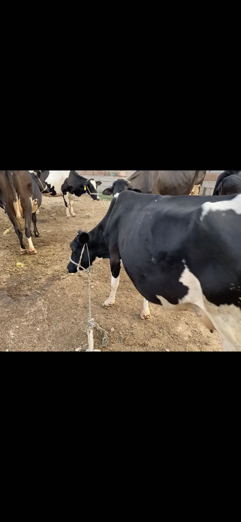 Frizan cros cow 1 than khrab hain — photo 7