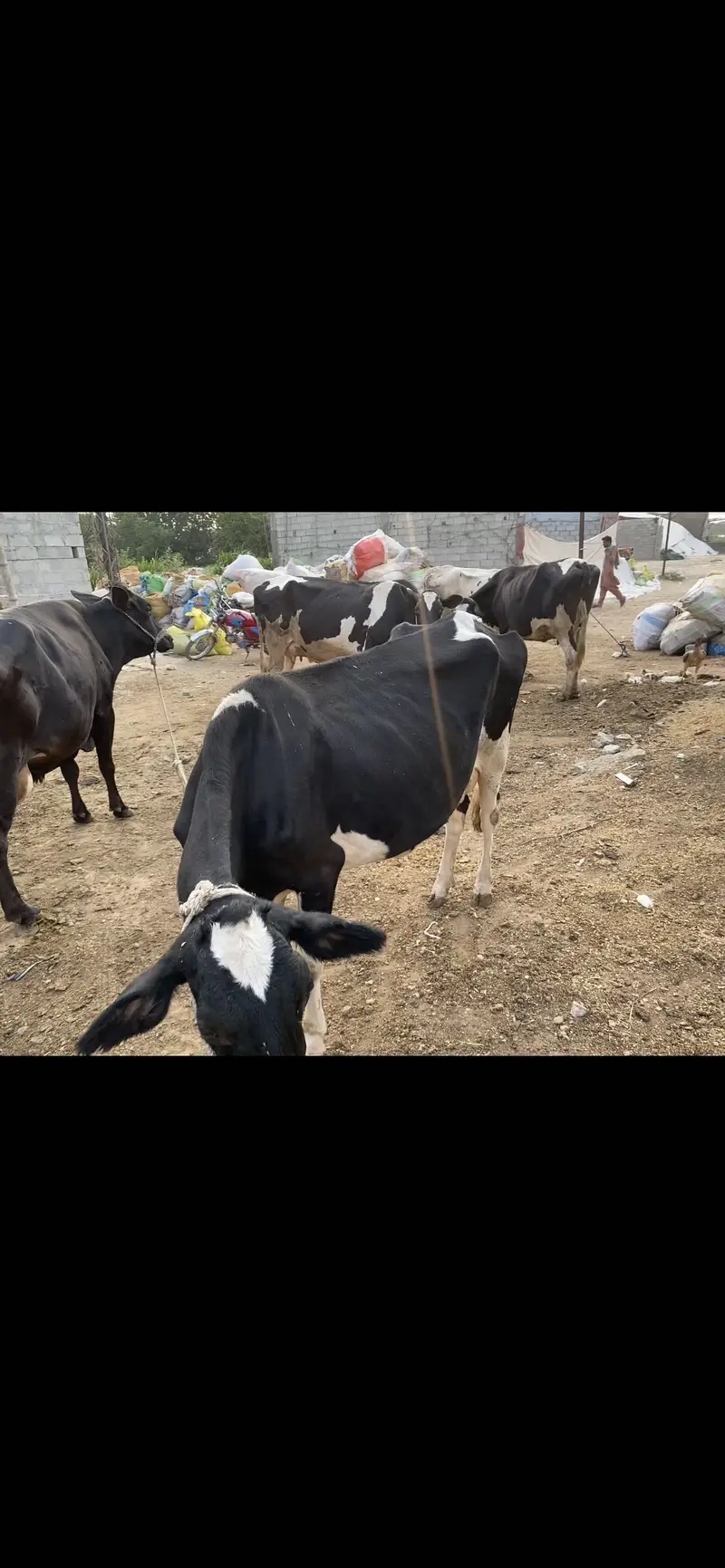 Frizan cros cow 1 than khrab hain — photo 8