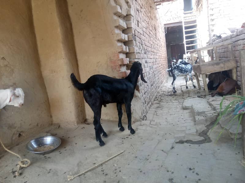 بکرافور سیل اچھی کوالٹی کا ھے جس بھائیوں نے لینا ھے رابطے کارے 1