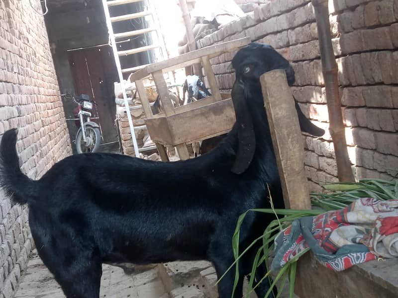بکرافور سیل اچھی کوالٹی کا ھے جس بھائیوں نے لینا ھے رابطے کارے 2