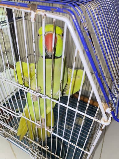 Green parrot