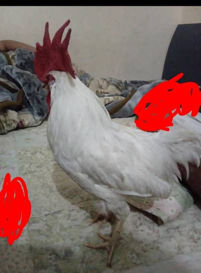 walaiti Murgha white