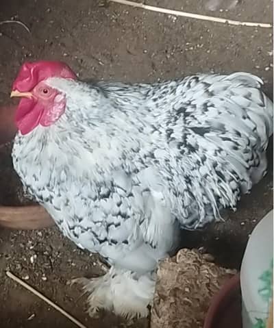 Bantam Different colors Mottled Cocoa White Blue & splash