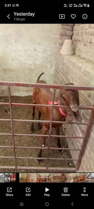 betal goat//female 4dant or /first sowa 2
