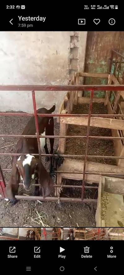 betal goat//female lal dabi /first sowa
