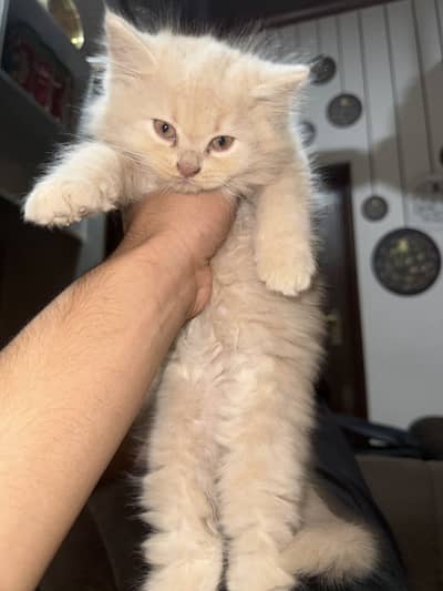 Persian kitten for sale long hairs brown