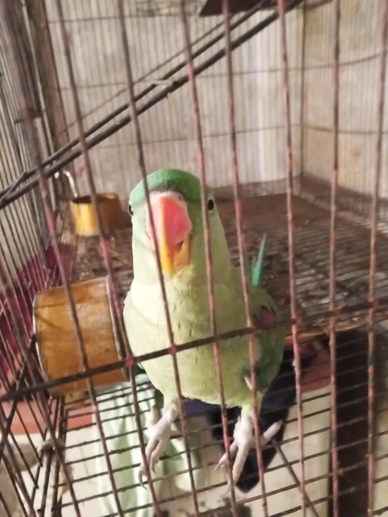 raw parrot 
