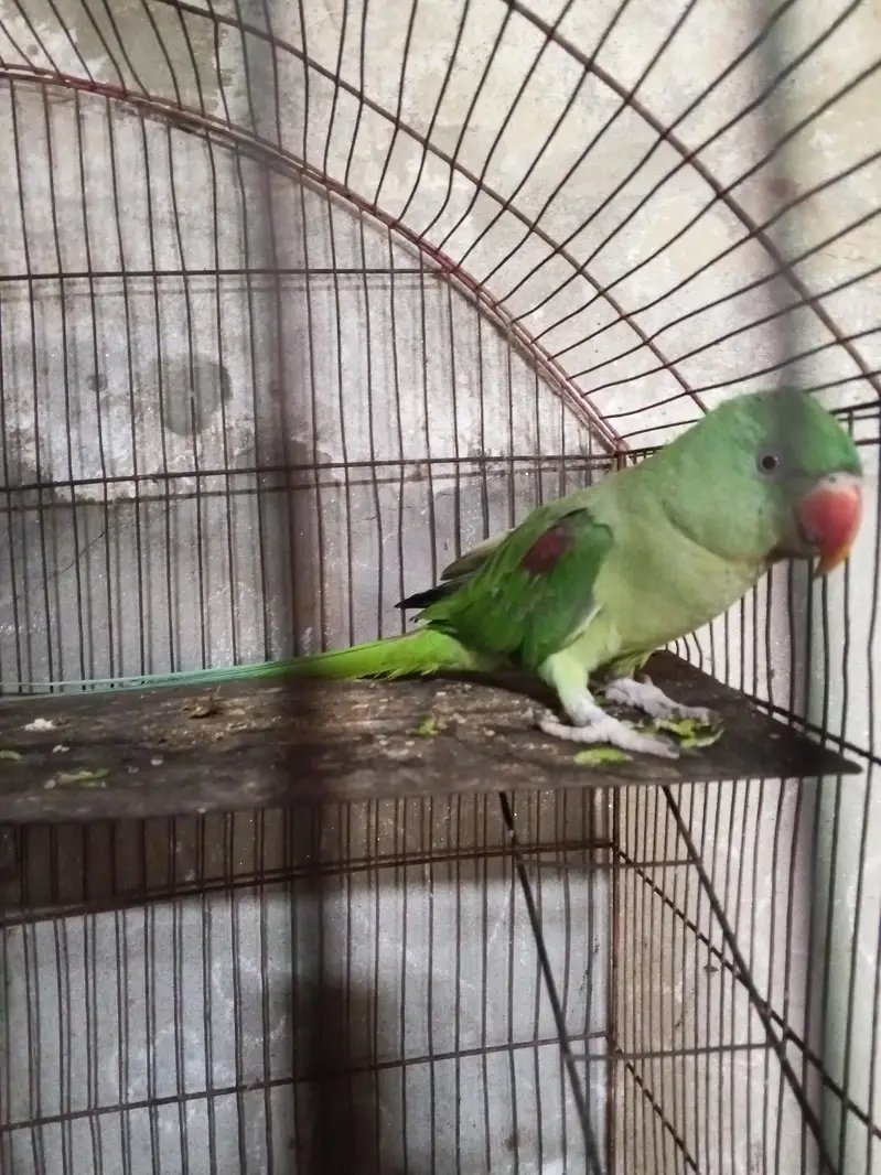 raw parrot  — photo 2