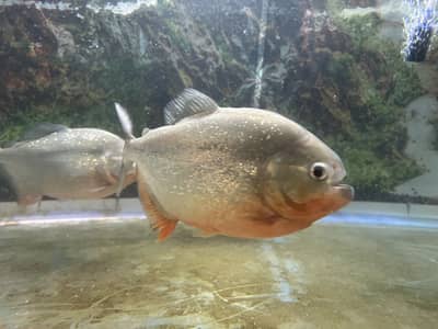 Red belly pirânhä