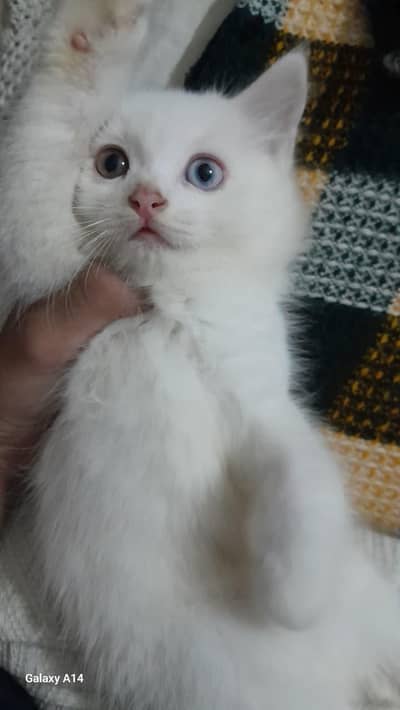 Persian Kittens odd eyes each 7k