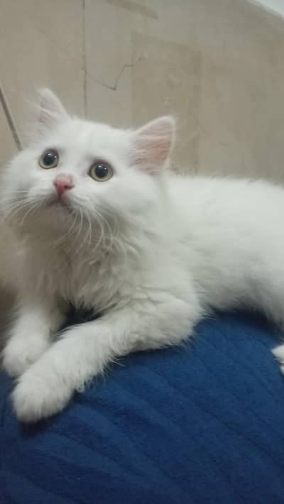 White Persian kitten