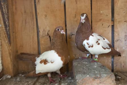 khaal Sherazi breeder pairs  7500 per pair 03006168381