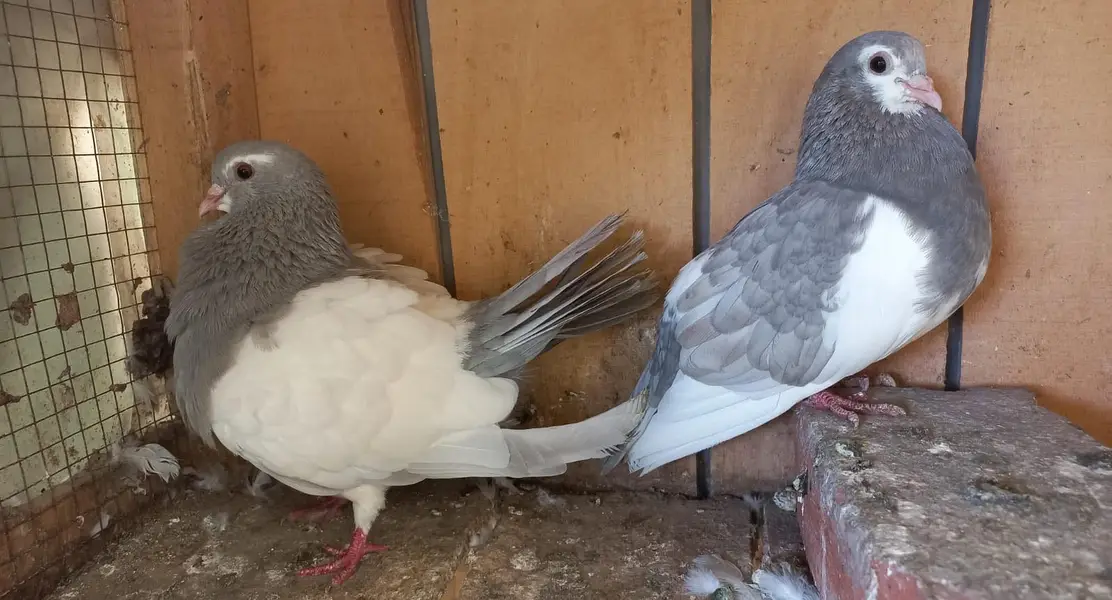 khaal Sherazi breeder pairs  7500 per pair 03006168381 — photo 2