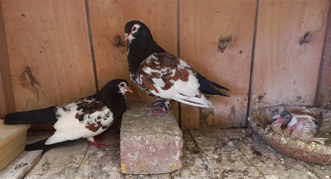 khaal Sherazi breeder pairs  7500 per pair 03006168381 — photo 3