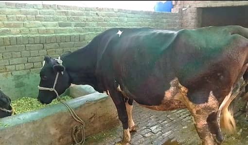 Cow for Sale