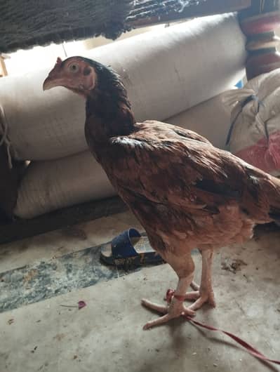 Aseel Hen For Sale
