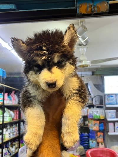 husky puppies