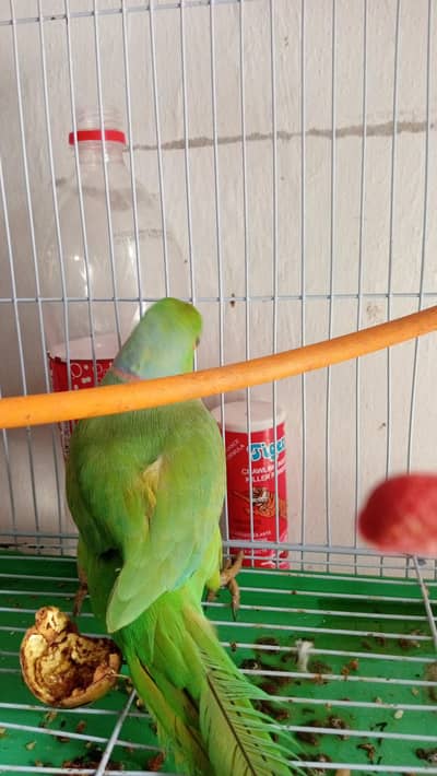 green parrot male good halthy