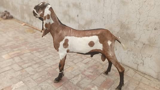 Nagra dabba bakra for sale.
