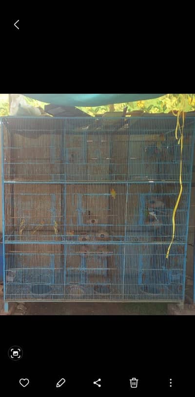 Birds cage