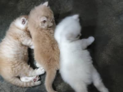 Pershiyan cat 