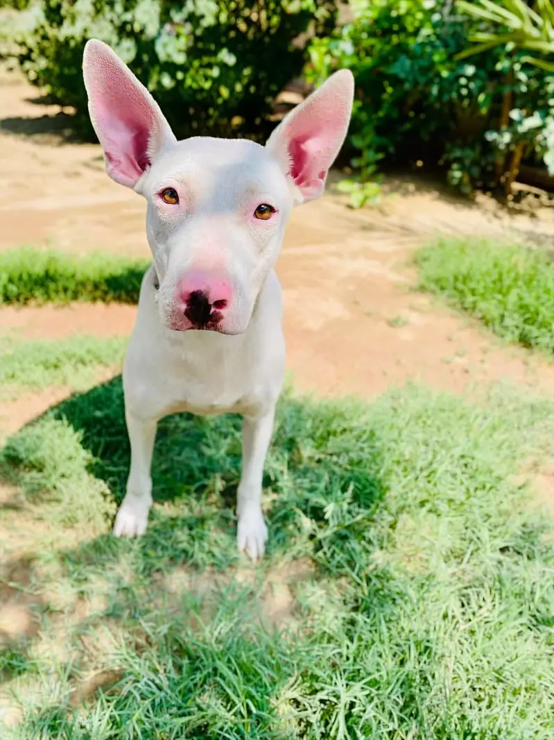 gultair dog |  Kohati gultair puppy |  Kohati gultair | security dog