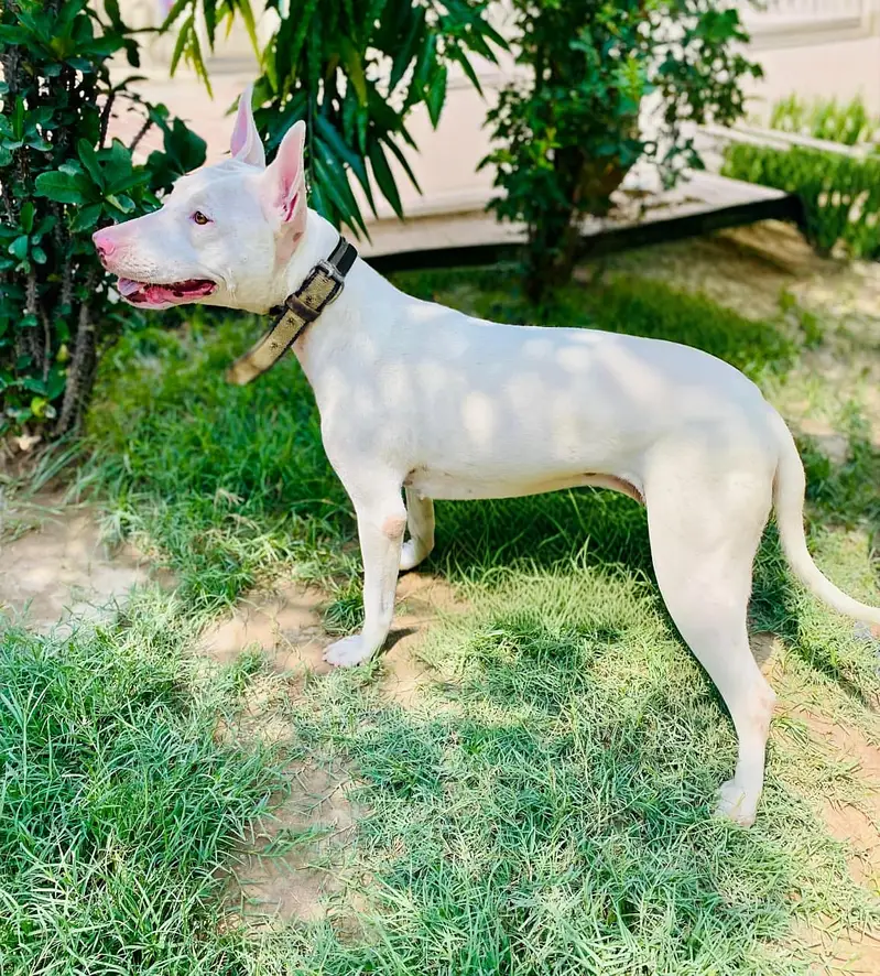 gultair dog |  Kohati gultair puppy |  Kohati gultair | security dog — photo 2